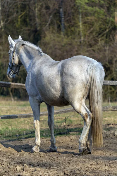 Cheval Blanc Dans Une Ferme Équestre — Photo