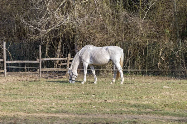 馬の農場の白い馬 — ストック写真