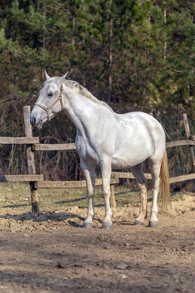 馬の農場の白い馬 — ストック写真