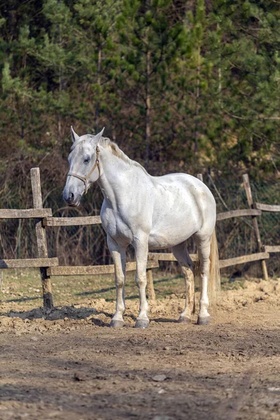 馬の農場の白い馬 — ストック写真