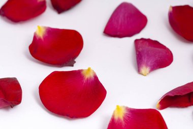 Beyaz arka planda kırmızı gül yaprakları. Düğün, aşk teması.