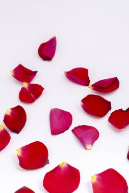 Beyaz arka planda kırmızı gül yaprakları. Düğün, aşk teması.