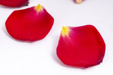 Beyaz arka planda kırmızı gül yaprakları. Düğün, aşk teması.