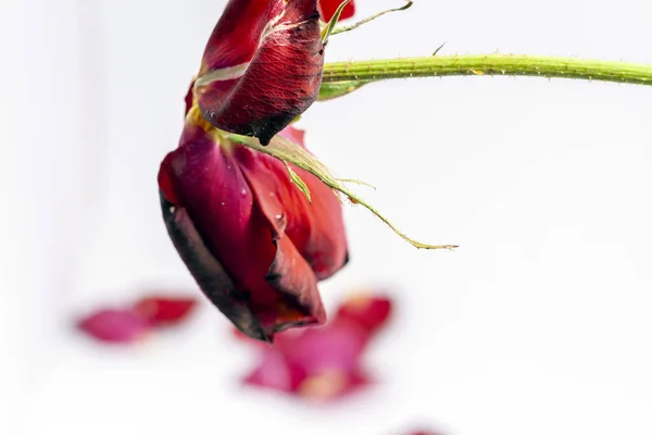 Dead Rose Petals White Background — Stock Photo, Image