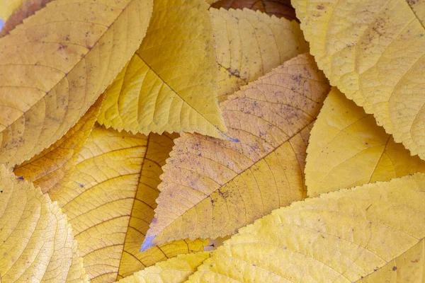 Zblízka Záběr Podzimní Žluté Listí — Stock fotografie