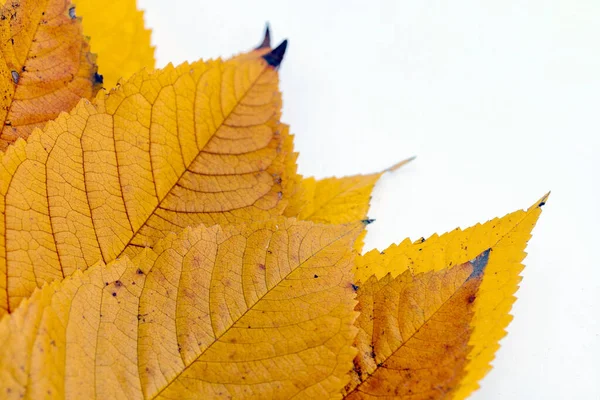 Autunno Foglie Gialle Isolate Sfondo Bianco — Foto Stock