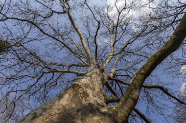 Sycamore ağacı. Platanus orientalis. Manzarayı kapat. Dalları ve bahar yaprakları olan çıplak bir ağaç gövdesi..
