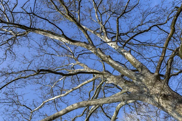 Sycamore Platánusz Orientális Közelről Meztelen Sík Törzs Ágakkal Tavaszi Lombozattal — Stock Fotó