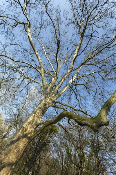 Sycamore Drzewo Platanus Orientalis Blisko Widoku Bagażnik Gałęziami Liśćmi Wiosennymi — Zdjęcie stockowe