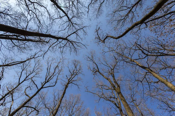 stock image Wide angle view of spring bare trees from the ground.