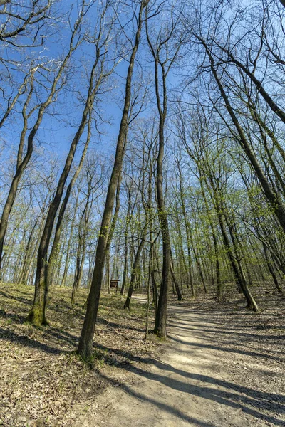 Vandringsled Naszaly Ungern — Stockfoto