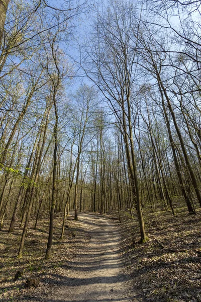 Wanderweg Naszaly Gebirge Ungarn — Stockfoto