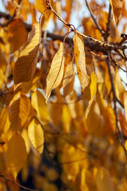 Sarı yapraklar güneşli bir sonbahar gününde.