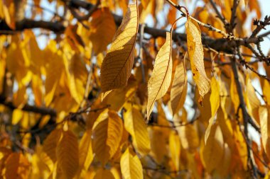 Sarı yapraklar güneşli bir sonbahar gününde.