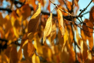 Sarı yapraklar güneşli bir sonbahar gününde.