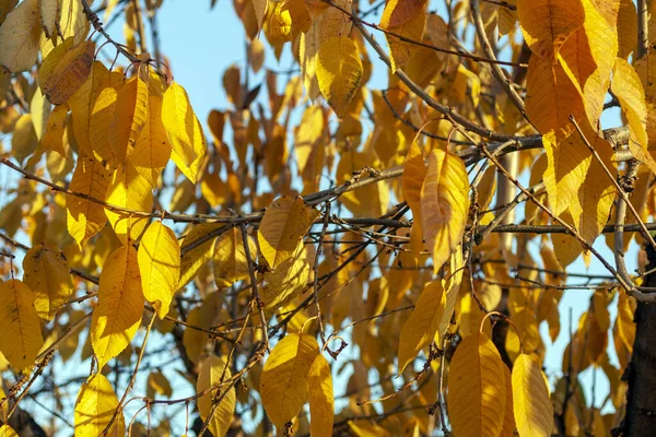Sarı yapraklar güneşli bir sonbahar gününde.