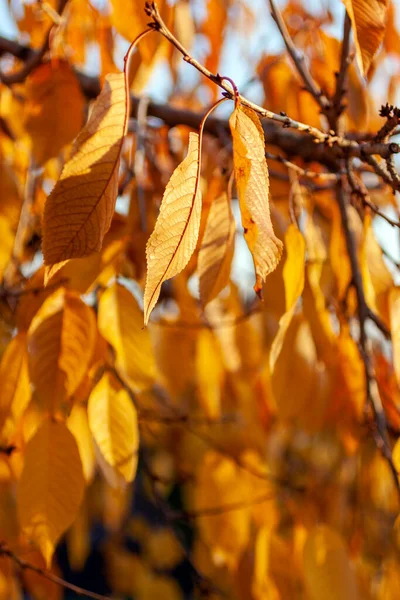 Sarı yapraklar güneşli bir sonbahar gününde.