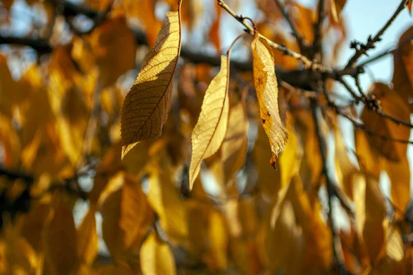 Sarı yapraklar güneşli bir sonbahar gününde.