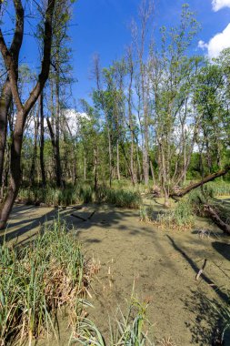 Macaristan 'ın Ocsa kasabası yakınlarındaki ormanda güneşli bir bahar gününde bataklık..