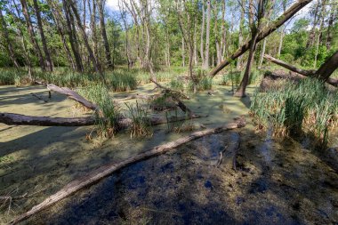 Macaristan 'ın Ocsa kasabası yakınlarındaki ormanda güneşli bir bahar gününde bataklık..
