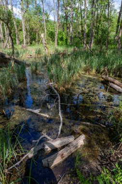 Macaristan 'ın Ocsa kasabası yakınlarındaki ormanda güneşli bir bahar gününde bataklık..