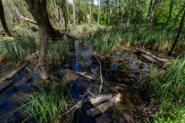 Macaristan 'ın Ocsa kasabası yakınlarındaki ormanda güneşli bir bahar gününde bataklık..