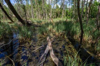Macaristan 'ın Ocsa kasabası yakınlarındaki ormanda güneşli bir bahar gününde bataklık..