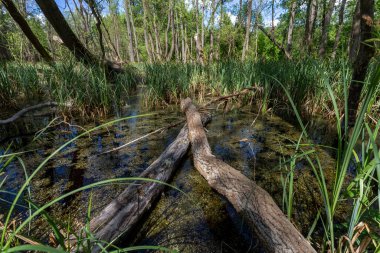 Macaristan 'ın Ocsa kasabası yakınlarındaki ormanda güneşli bir bahar gününde bataklık..