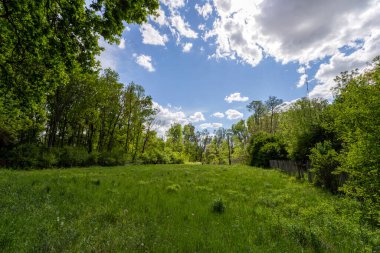 Macaristan 'ın Ocsa kasabası yakınlarındaki ormandaki güzel çayır güneşli bir bahar gününde..