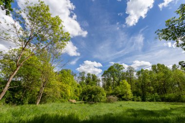 Macaristan 'ın Ocsa kasabası yakınlarındaki ormandaki güzel çayır güneşli bir bahar gününde..