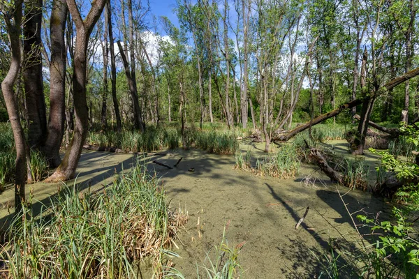 Palude Paludosa Nella Foresta Vicino Villaggio Ocsa Ungheria Una Giornata — Foto Stock