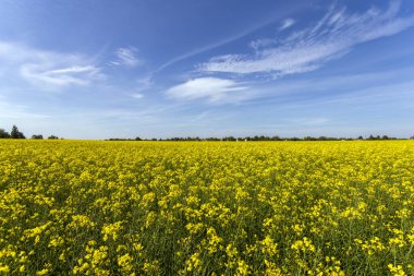 Macaristan 'da güneşli bir günde ırz düşmanı tarlası.