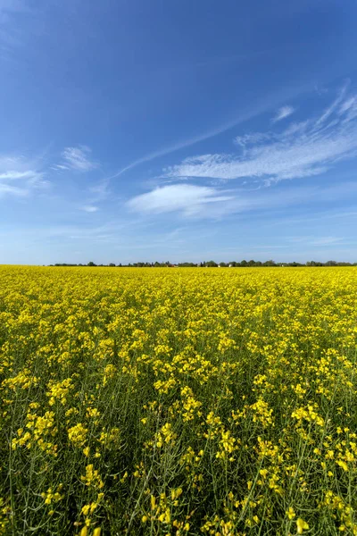 Rapeseed Field Sunny Day Hungary — Stock Photo, Image