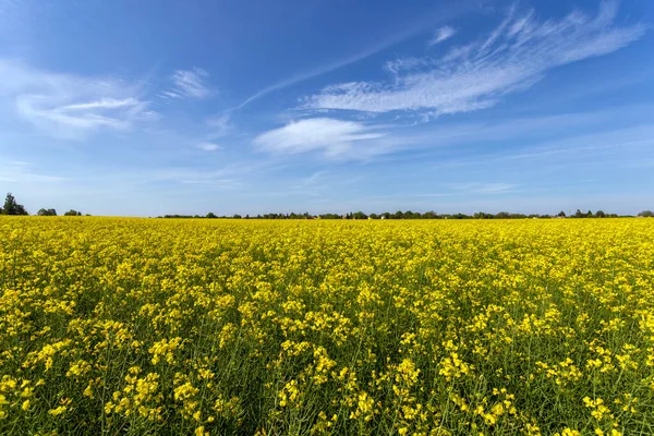 Rapeseed Field Sunny Day Hungary — Stock Photo, Image