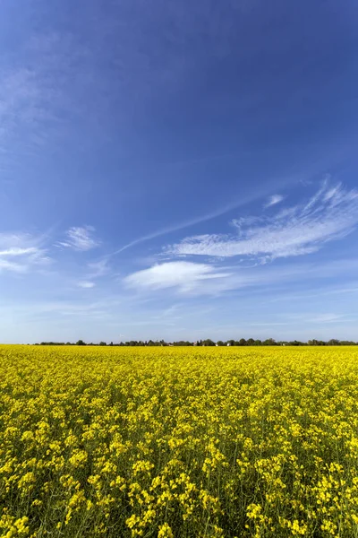 Rapeseed Field Sunny Day Hungary — Stock Photo, Image