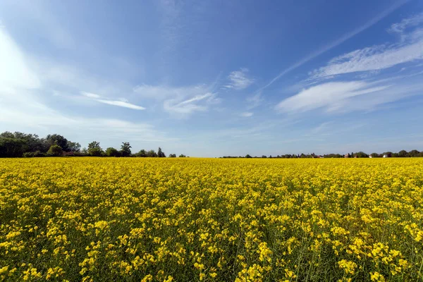 Rapeseed Field Sunny Day Hungary — Stock Photo, Image