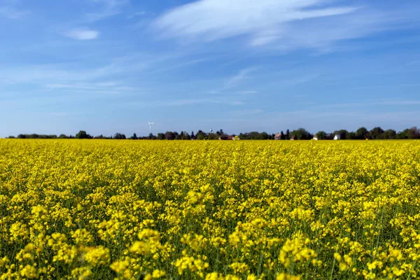 Rapeseed Field Sunny Day Hungary — Stock Photo, Image