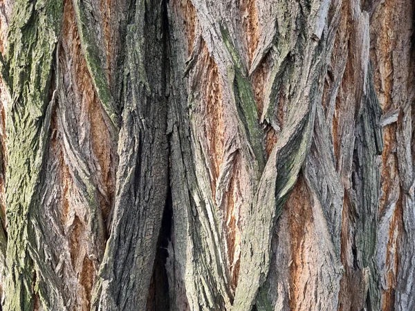 Feche Tiro Uma Casca Árvore — Fotografia de Stock
