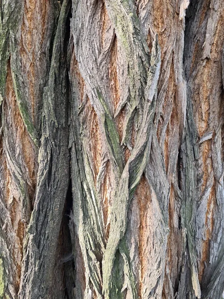 Feche Tiro Uma Casca Árvore — Fotografia de Stock