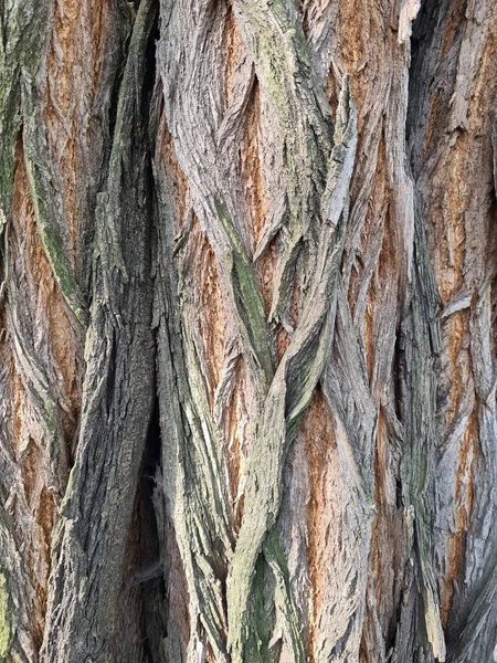 Primer Plano Una Corteza Árbol — Foto de Stock