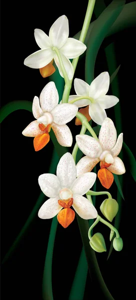 Phalaenopsis Mini Mark Holm flores — Vetor de Stock