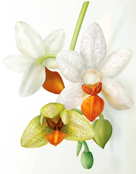 Phalaenopsis fiore che fiorisce — Vettoriale Stock