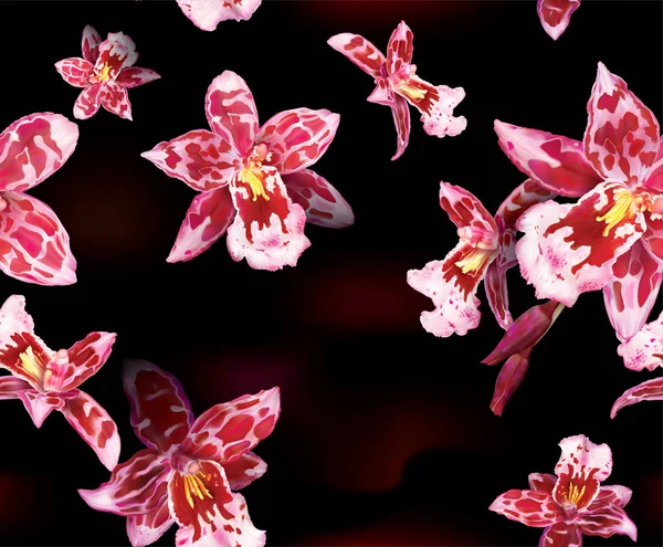 Fondo con flores orquídea Beallara — Vector de stock