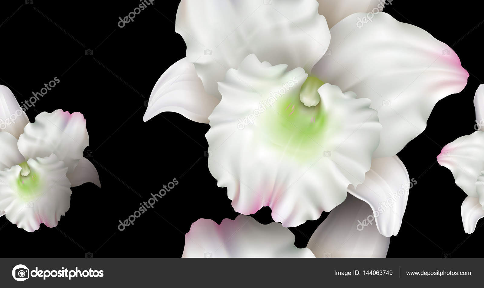 Dendrobium Orchid Flower Background Vector Image By C Draco Zlat Vector Stock