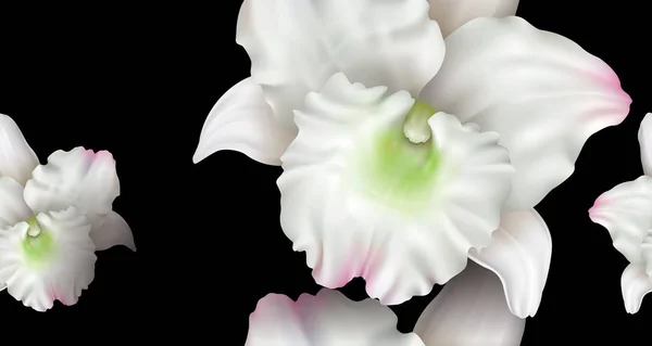 Dendrobium orquídea flor fondo — Vector de stock