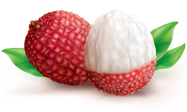 Twee Lychee vruchten — Stockvector