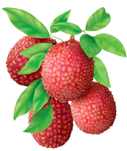 Ramo de frutas Lychee — Vector de stock