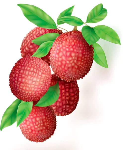 Bouquet de litchis mûrs fruits — Image vectorielle
