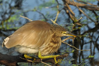 Indian Pond Heron Ardeola grayii