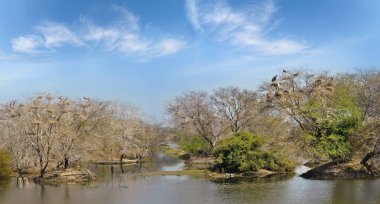 Aşırı büyümüş ağaç gölet Keoladeo Milli Parkı